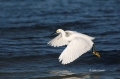 Snowy-Egret;Egret;Egretta-thula;Flight;Foraging;Flying-bird;action;aloft;behavio